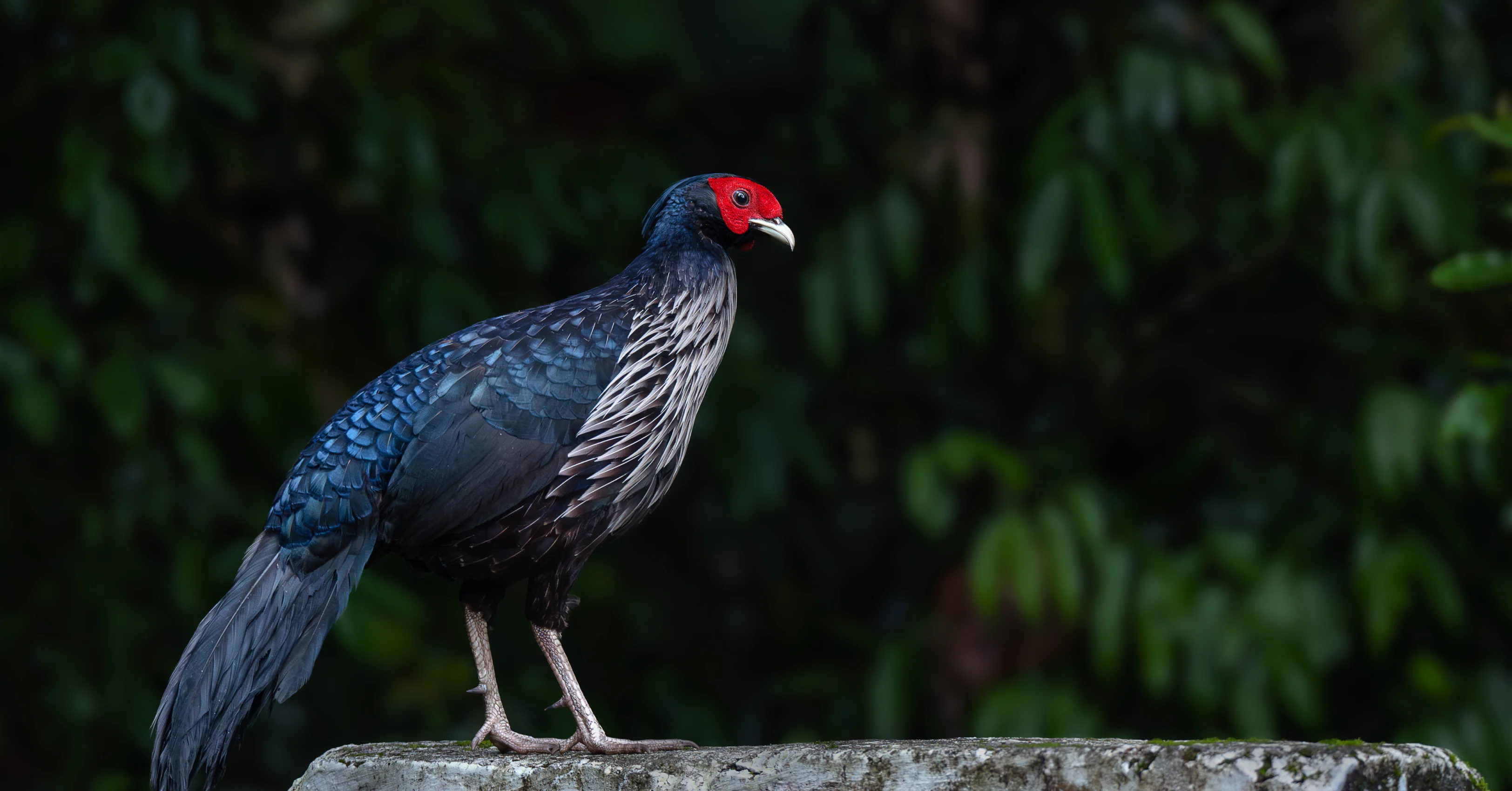 Nature-Image2