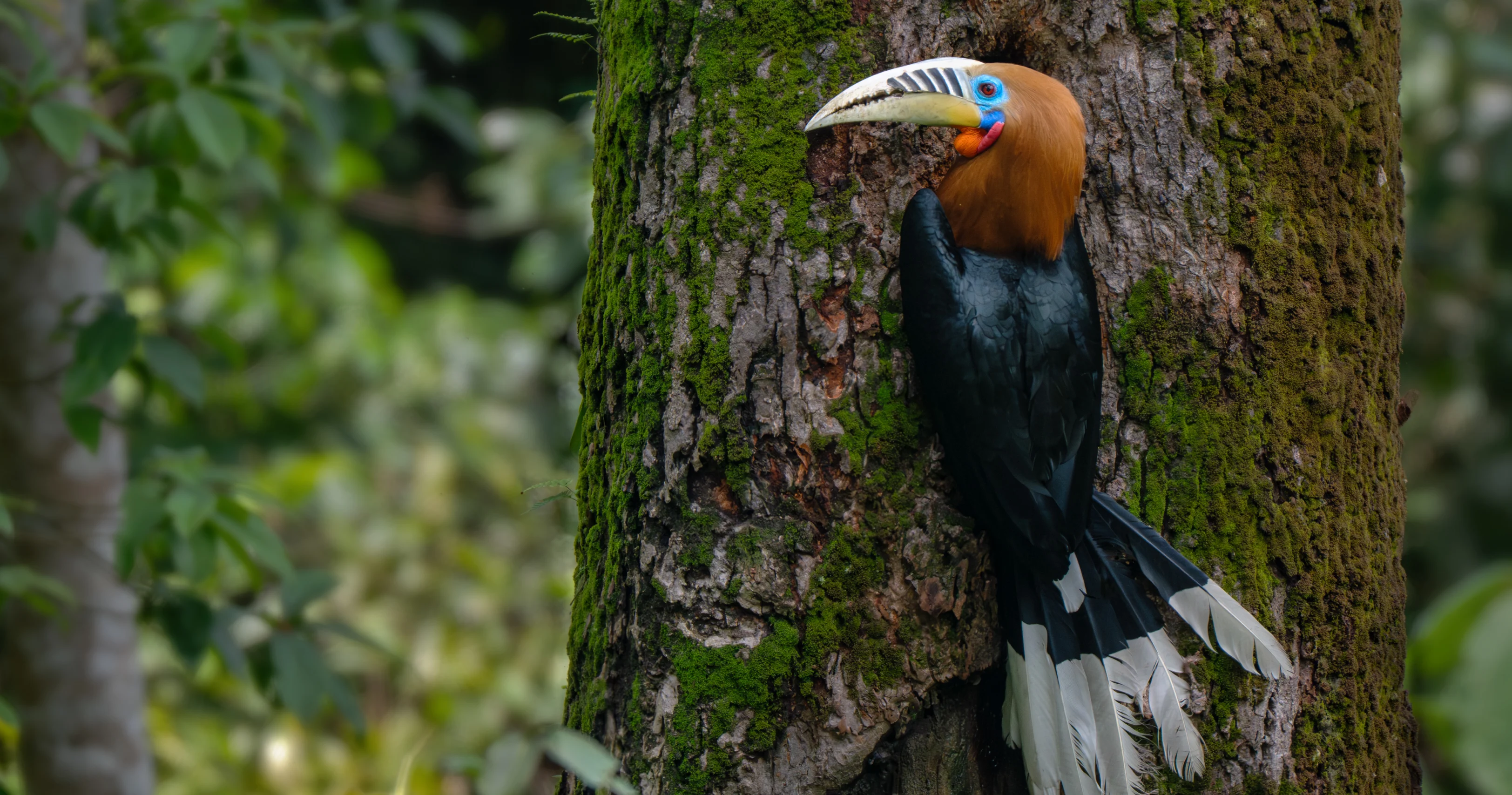 Nature-Image4