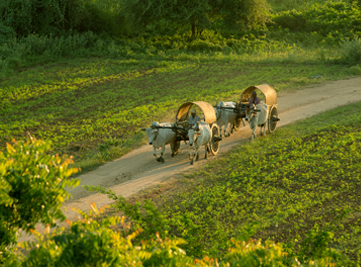 20180517130008pmmantrakoodam-kumbakonam-bullockcart.jpg